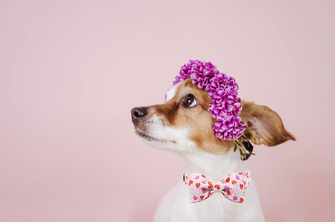 Lionet Paws Valentines Day Dog Collar with Bowtie, Dog Bowtie Collar with Metal Buckle for Dogs, Adjustable Comfortable Dog Collar Girl Boy Gift, XL, Neck 16-26 in