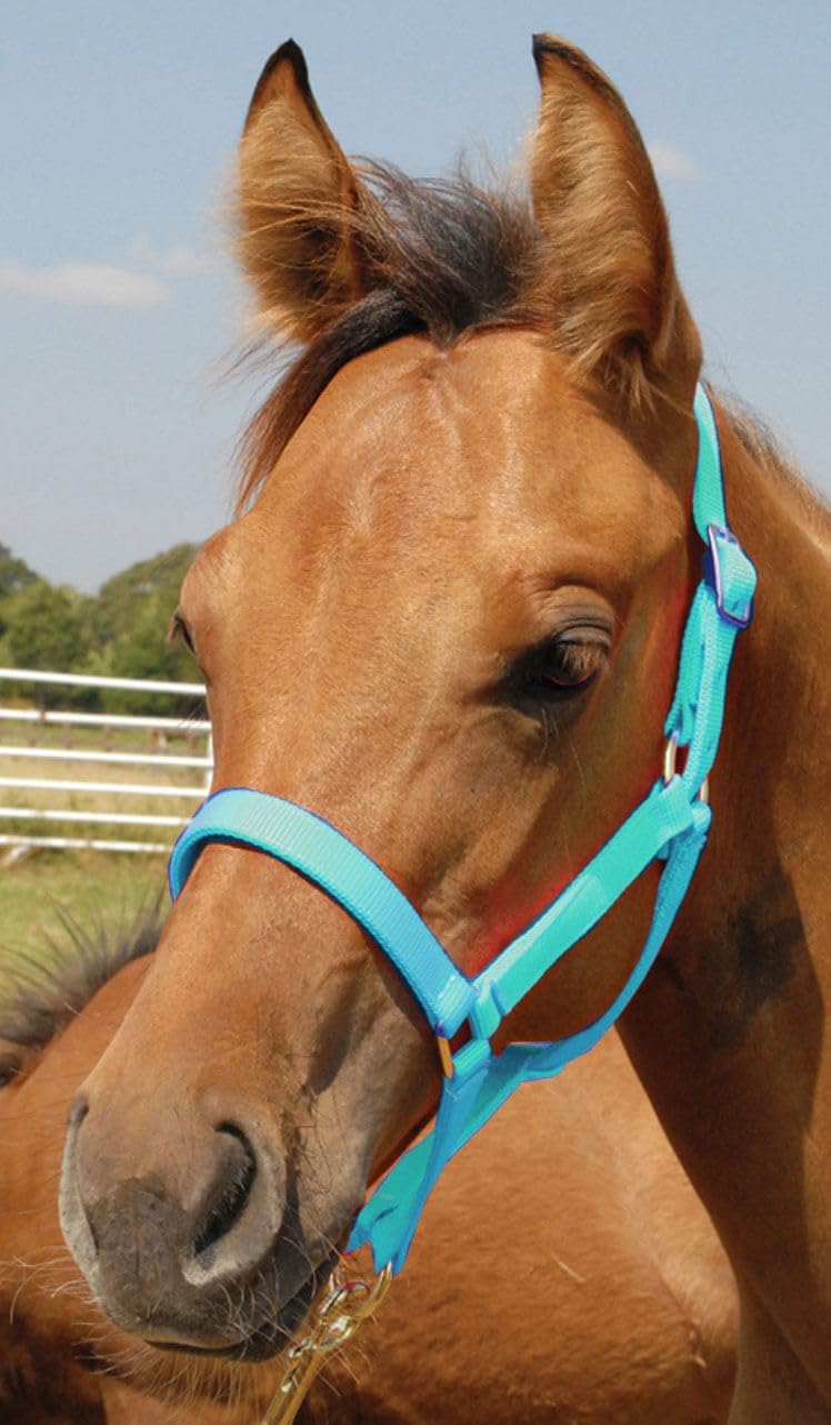 Jeffers Pony Halter #21 Color: Turquoise