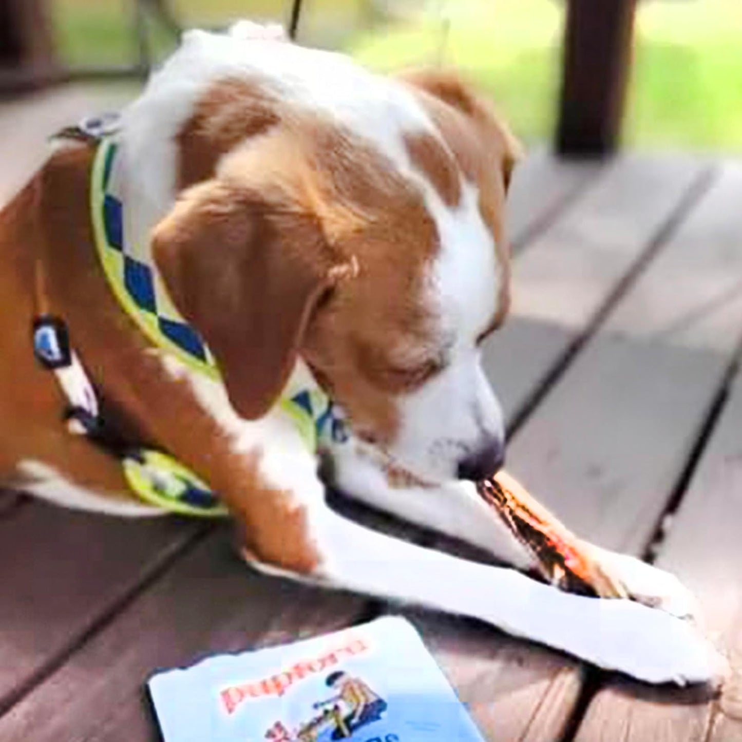 Pupford Thick Beef Tendon Chews for Dogs & Puppies, All-Natural Dog Chew with Glucosamine for Joint Health, Long-Lasting Toy, Great for Teething (5 Count)