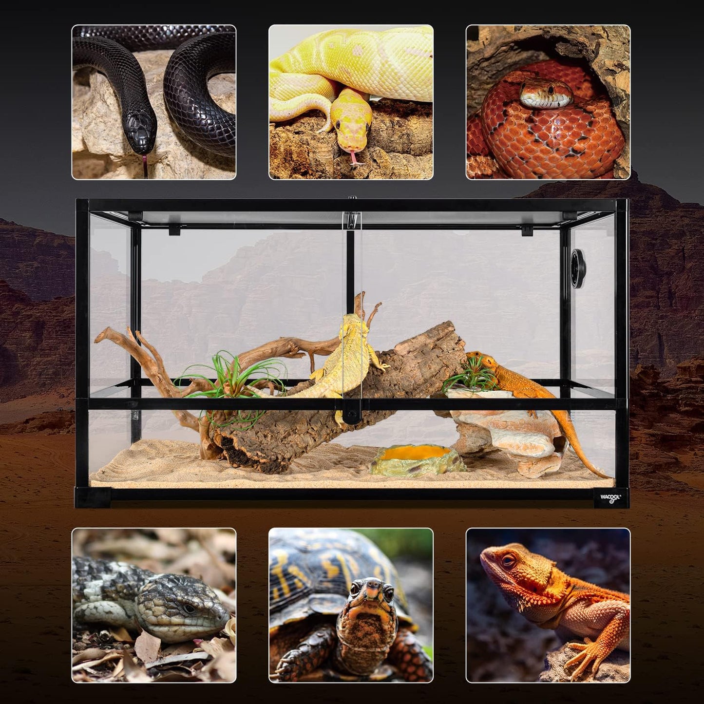 Large Reptile Tank 55 Gallon, 360°Full Vision Glass Reptile Terrarium with Top Mesh Lid for Beaded Dragon Lizard Gecko Snake Hermit Crab Use, 36"(W) X18(D) X20(H)