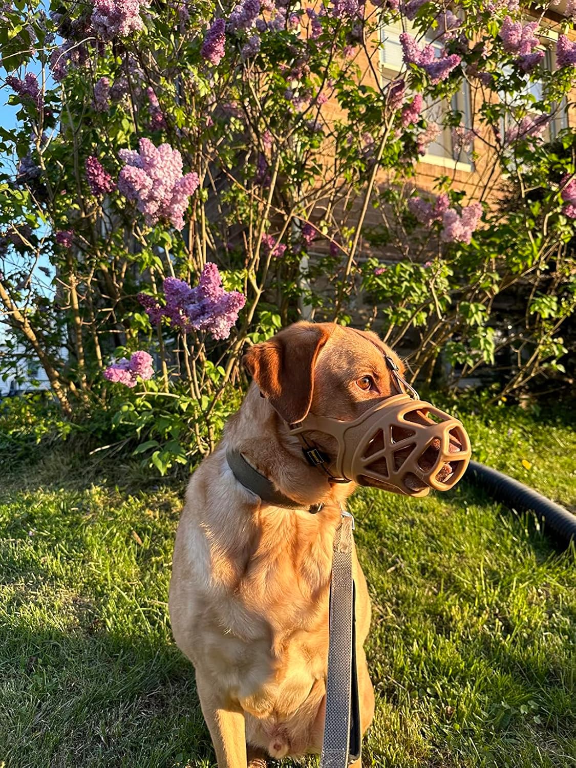 Mayerzon Dog Muzzle, Breathable Basket Muzzles for Small, Medium, Large and X-Large Aggressive Dogs Beagle German Shepherd Doberman, Cage Mouth Guard Stop Biting Chewing for Grooming Training