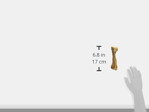 Nylabone Healthy Edibles WILD Natural Longer-Lasting Chew Treats, Venison Flavor, Large Dogs Up to 50 lbs - Made in USA (1 Count)