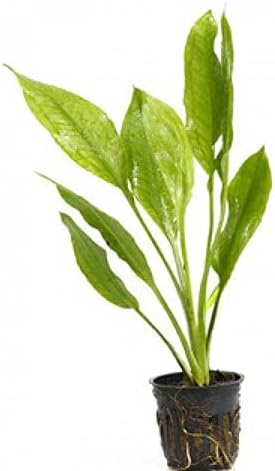 Potted Live Aquarium Plants | Freshwater Aquatic Plants for Aquariums (Amazon Sword, 5 Pack)