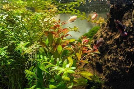 SubstrateSource Live Aquarium Stem Plants - Freshwater Aquatic Plant for Fish Tanks, Aquascaping - (Nesaea Pedicellata Golden, 1 Bunch)