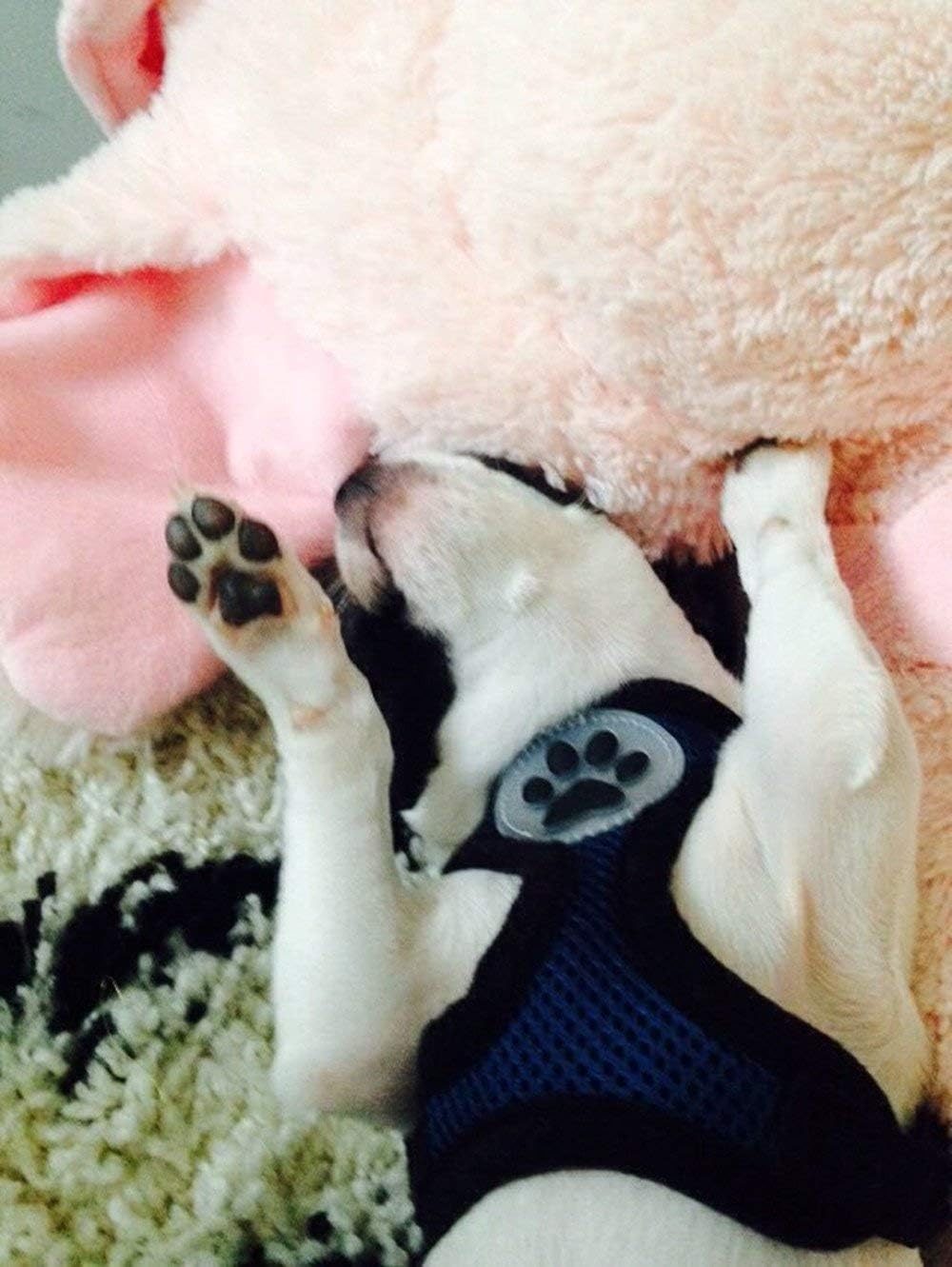 BINGPET Dog Vest Harness -Light Weight Breathable Sports Mesh - Pet Adjustable Harness Puppy Padded Harnesses Dog Vest Harness for Small Dogs