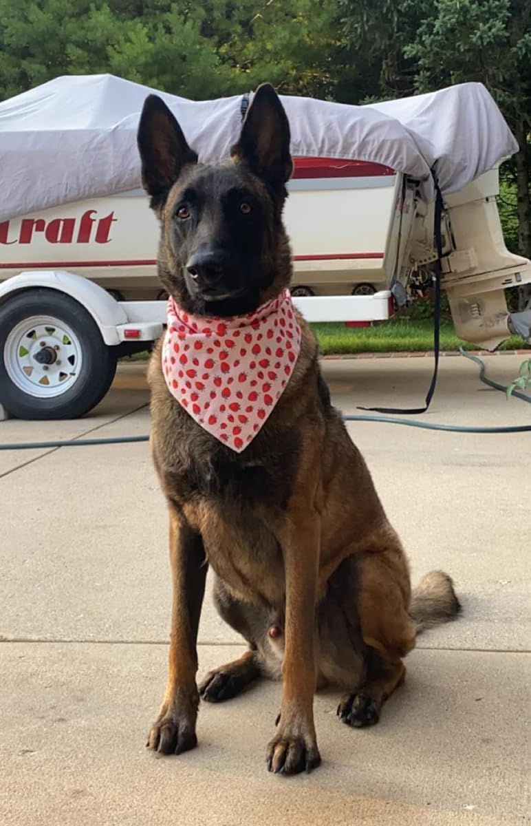 Lionet Paws Dog Bandana,Fabric Pink Dogs Kerchief for Small Medium Large Dogs,Dog Cotton Triangle Bibs Scarf for Girl Boy