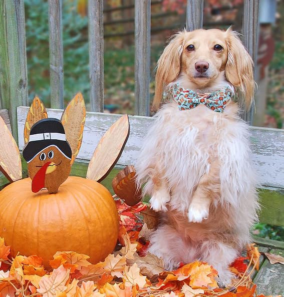 Unique Style Paws Thanksgiving Day Dog Collar with Bow Blue Turkey Cotton Puppy Collars for Small Medium Large Dogs