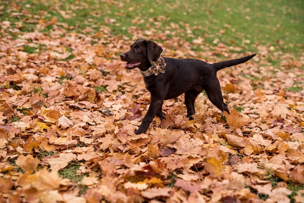 Lionet Paws Dog Collar with Flower - Cute Cotton Adjustable Flower Dog Collar with Metal Buckle for Small Dog Girl Gift, S, Neck 10-16in