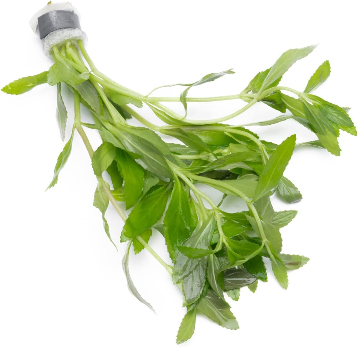 SubstrateSource Live Aquarium Stem Plants - Freshwater Aquatic Plant for Fish Tanks, Aquascaping - (Limnophila Belem, 1 Bunch)