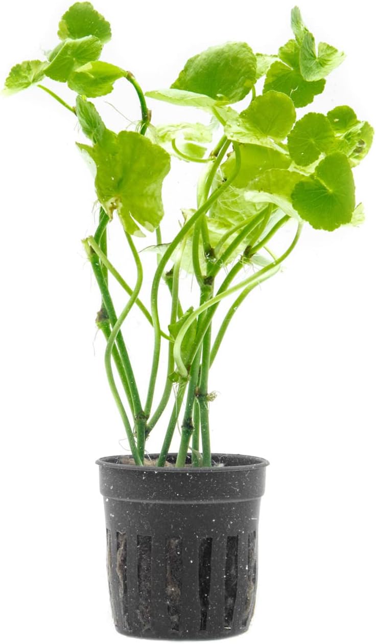 SubstrateSource Live Aquarium Stem Plants - Freshwater Aquatic Plant for Fish Tanks, Aquascaping - (Bacopa Monnieri Variegatus, 1 Bunch)