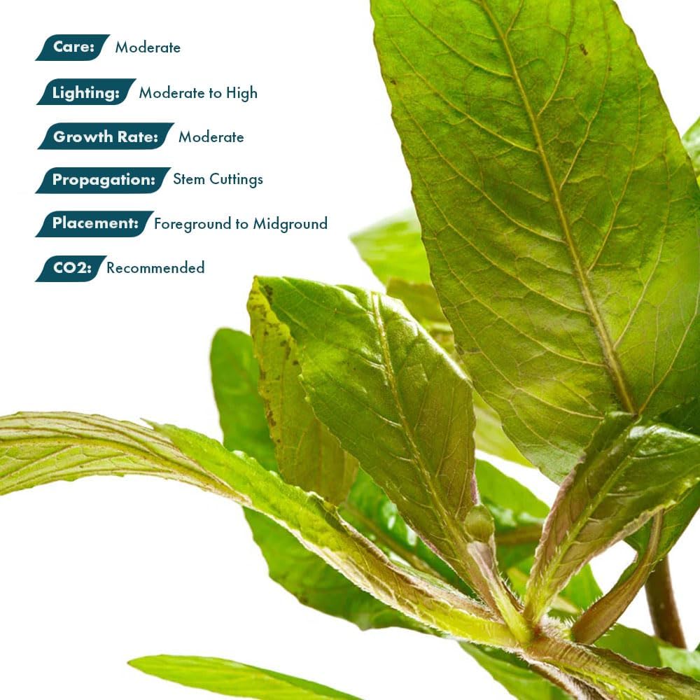 SubstrateSource Live Plants - Staurogyne Bihar (Staurogyne sp. Bihar) - Moderate to High Light Aquarium Display, Olive Green Accent, Foreground to Midground Aquascaping - Pot