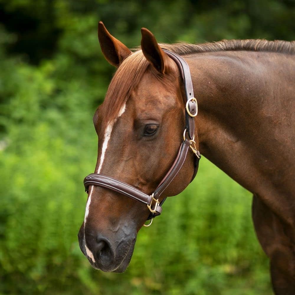 Joseph Sterling Comfort Crown Leather Halter for Horses | Memory Foam Interior for Comfort | Anatomical Design Radiant Chocolate Color with Fancy Stitch Design