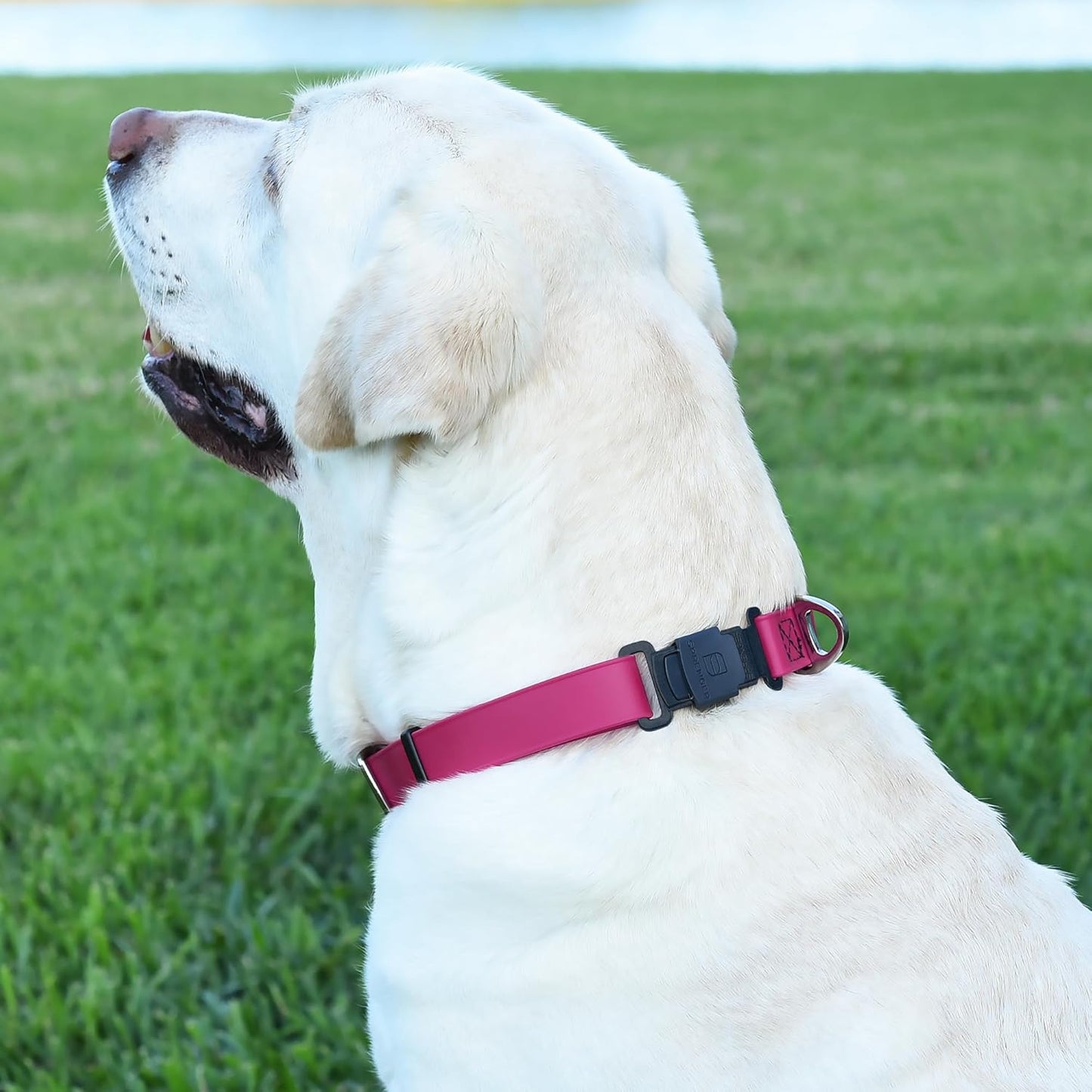 Dogline Biothane Waterproof Dog Collar with Herm Sprenger Stainless Steel Quick Release Buckle – Heavy Duty Tactical Durable Collar for Dogs – Comfortable and Safe Pet Collar, W 1" L 15-25", Magenta