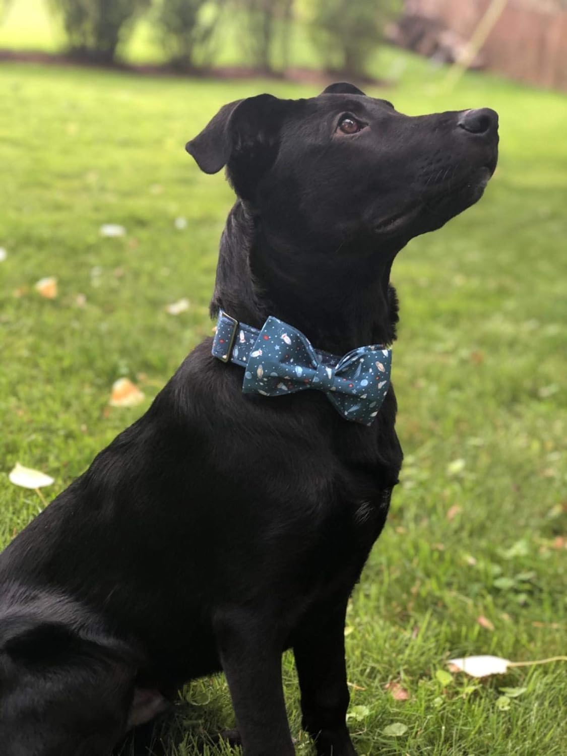 Elegant little tail Dog Collar with Bow, Cotton & Webbing, Bowtie Dog Collar, Adjustable Dog Collars for Small Medium Large Dogs and Cats