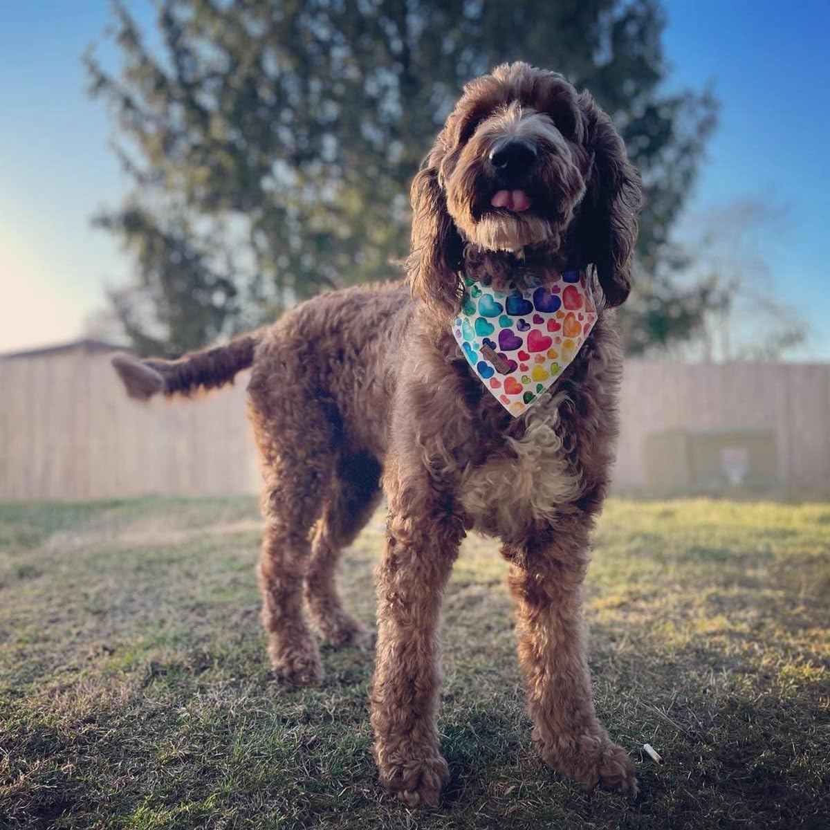 Lionet Paws Valentine's Dog Bandana,Fabric Love Dogs Kerchief for Small Medium Dogs,Dog Triangle Cotton Scarf for Girl Boy