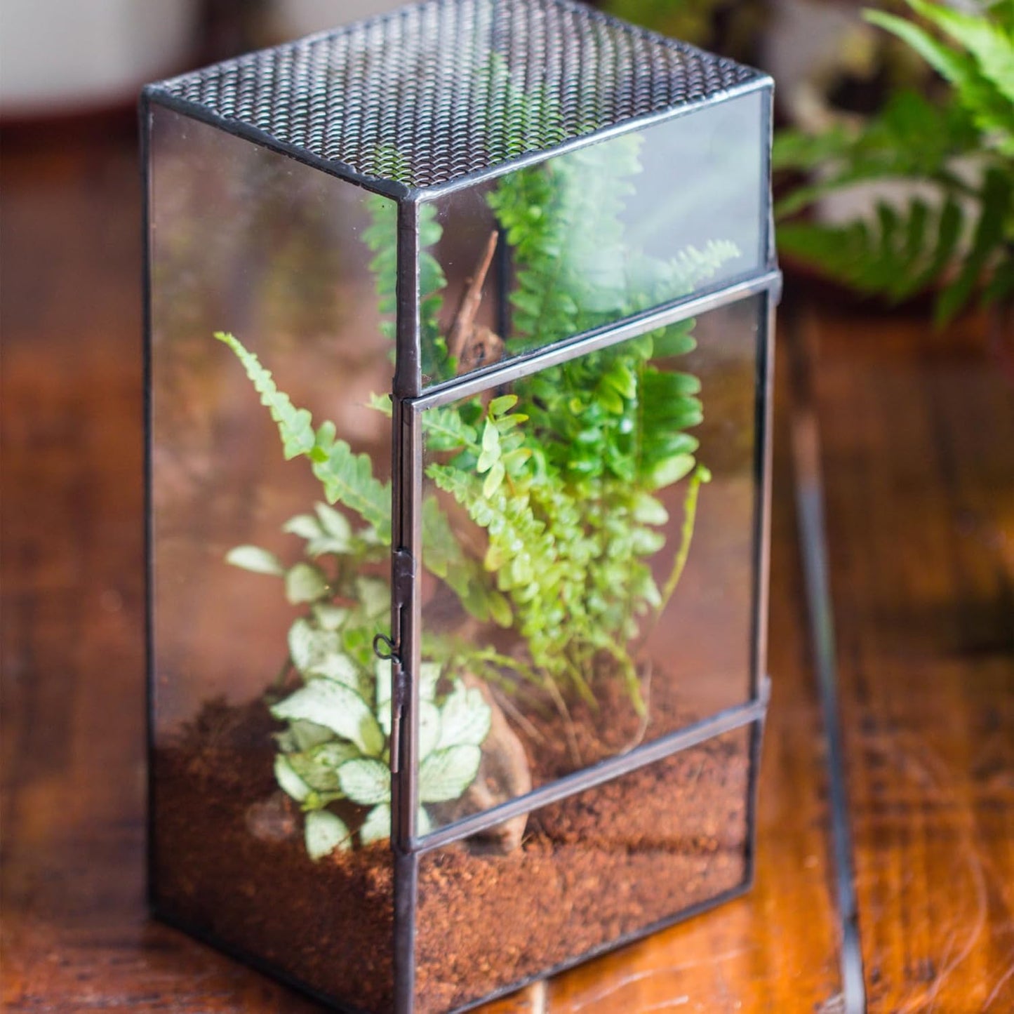 NCYP Glass Terrarium with Door and Mesh for Small Insects - 5.1 x 3.9 x 9 Inches Rectangle Reptile Habitat, Black - Modern Home Tabletop Decor (Terrarium Only)