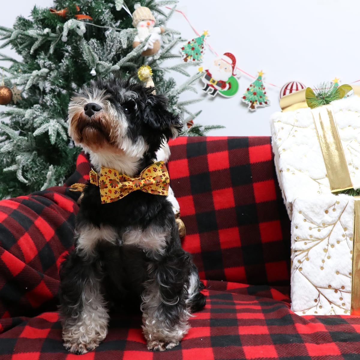 Lionet Paws Thanksgiving Day Dog Collar with Bowtie, Dogs Bowtie Collar with Metal Buckle for Dogs, Adjustable Comfortable Turkey Dog Collars Girl Boy, M, Neck 13.5-22 in