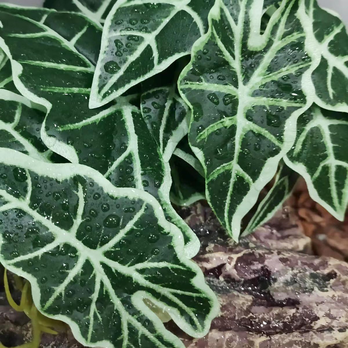Reptile Plants,Terrarium Decor,Amphibian Habitat Decor,Artificial Plants for Gecko Chameleon Snake Tortoise Tank Accessories with Base(Alocasia)