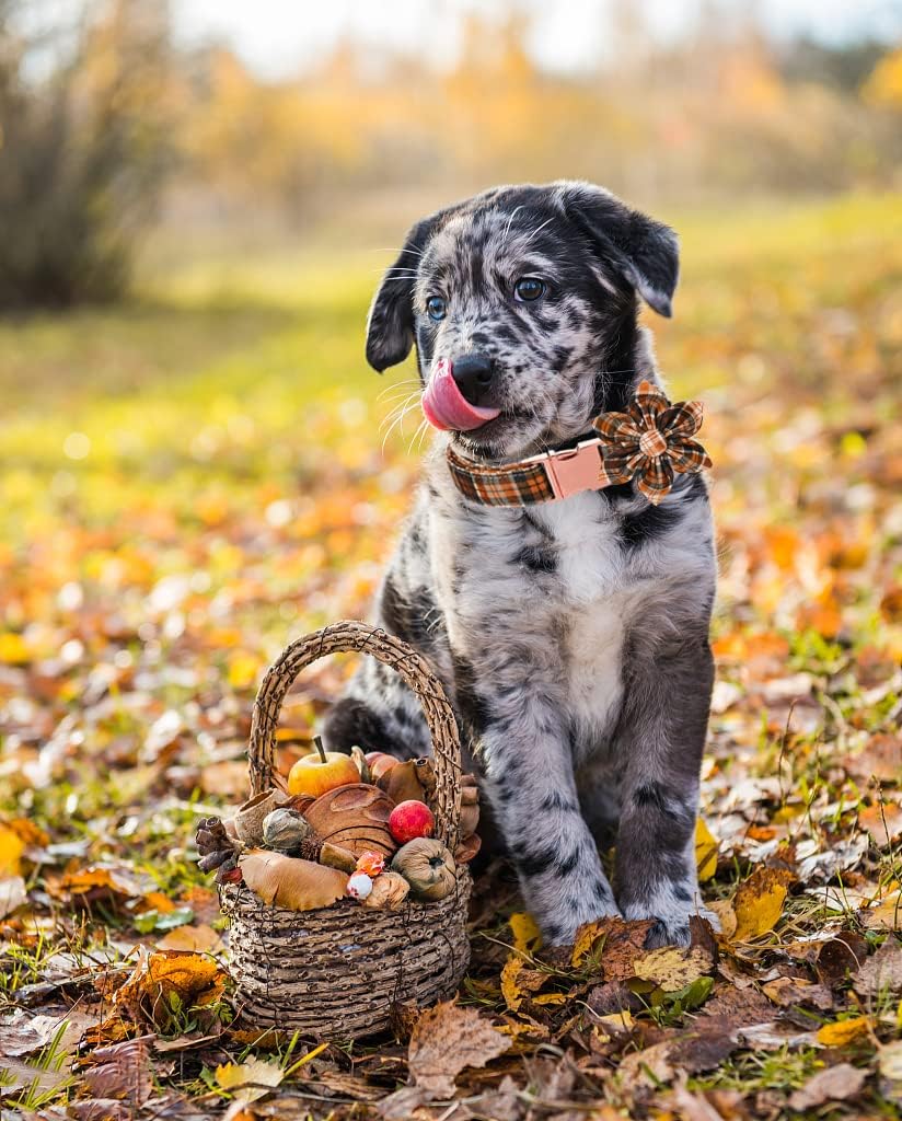 Lionet Paws Dog Collar with Flower - Cute Cotton Adjustable Flower Dog Collar with Metal Buckle for Large Dog Girl Gift, XL, Neck 16-26in