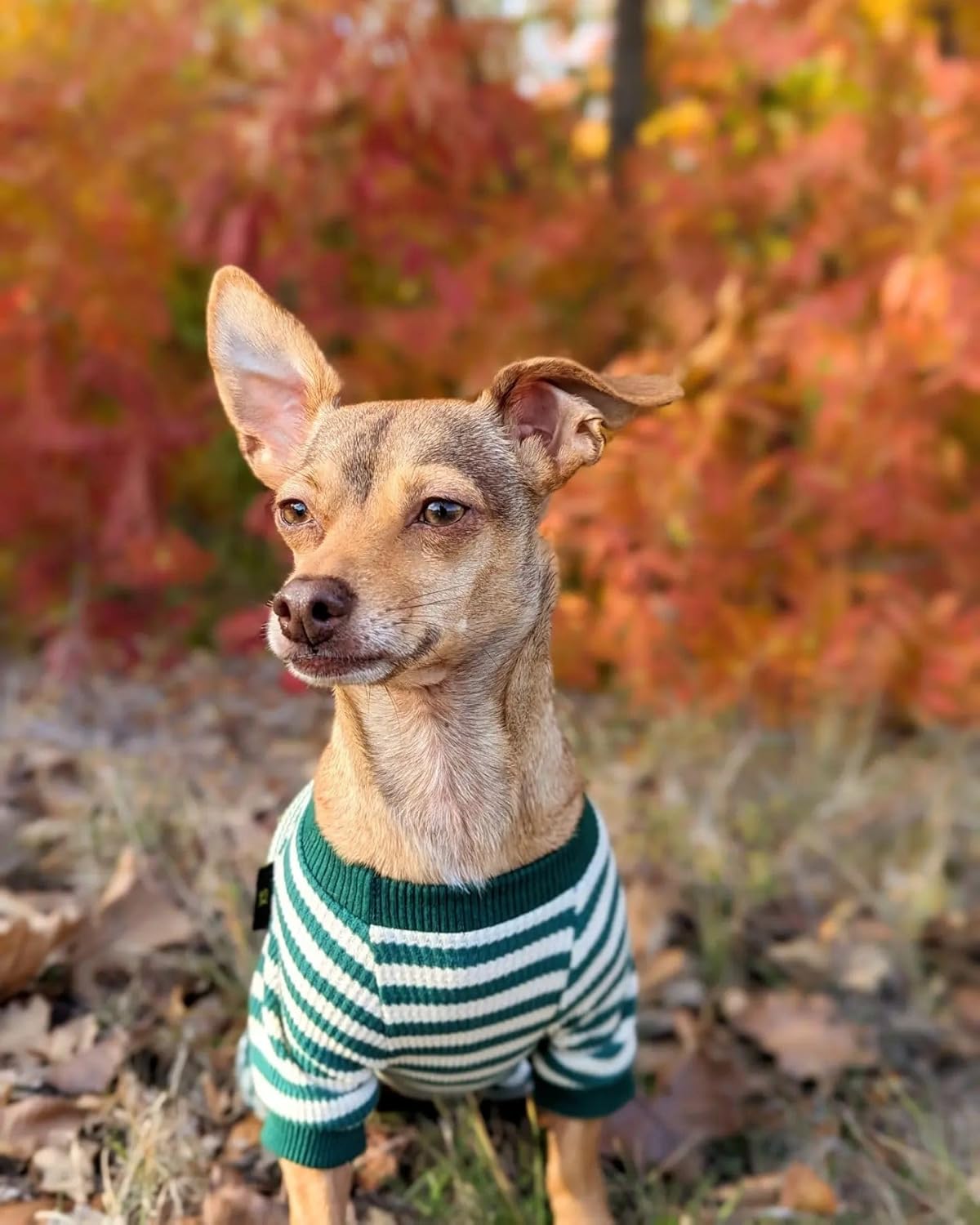 Fitwarm Green and White Striped Dog Pajamas, Waffle Dog Clothes for Small Dogs Girl Boy, Puppy Onesie with Feet, Pet Cat Outfit, XL