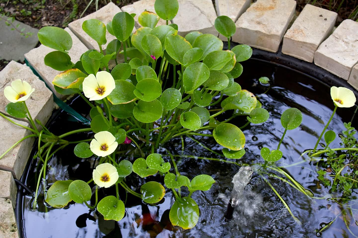 Floating Plants for Water Gardens and Ponds (Water Poppy)