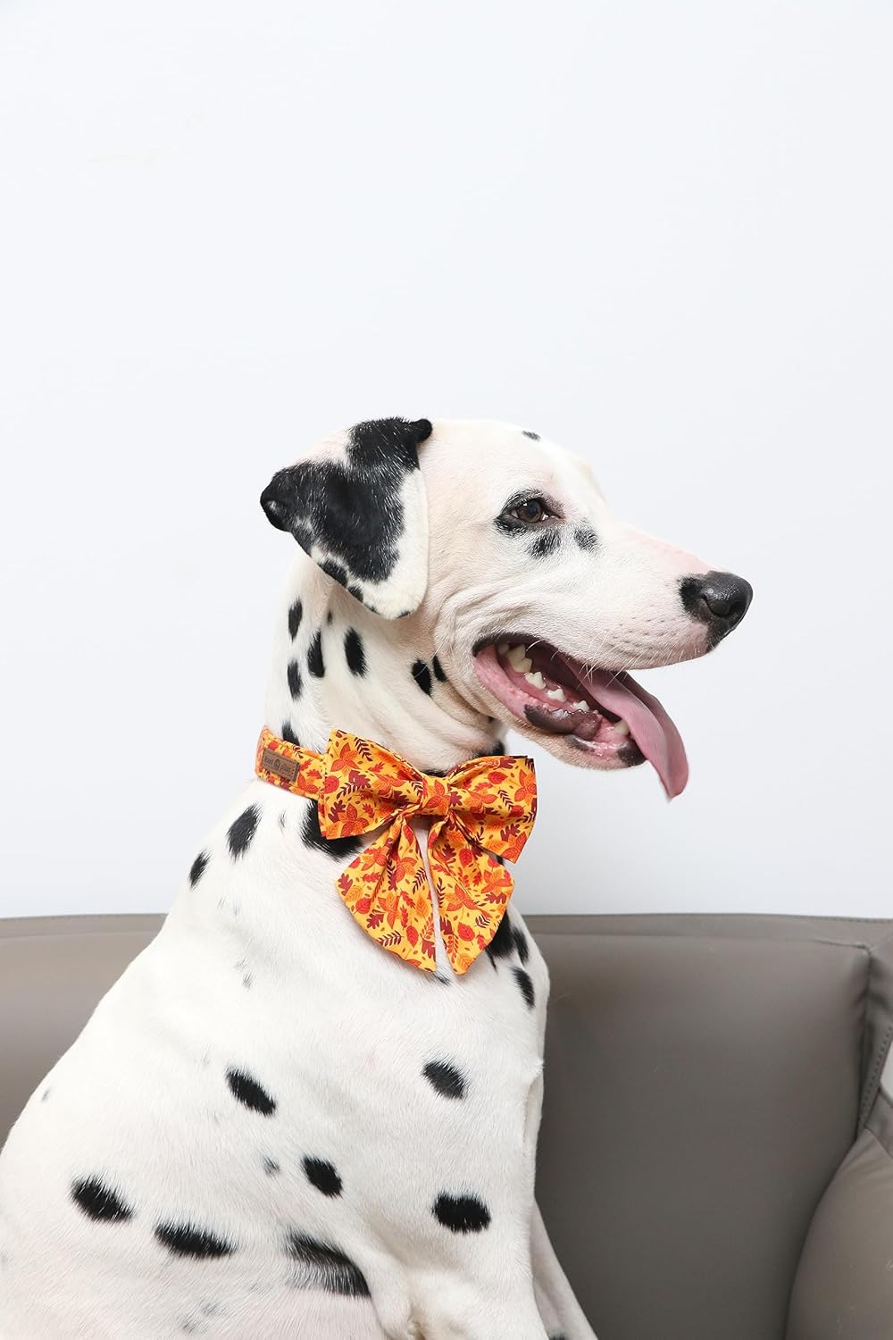 Lionet Paws Dog Collar with Bowtie - Cute Cotton Adjustable Fall Bowtie Dog Collar with Metal Buckle for Small Medium Large Dog Girl Boy Gift, XS, Neck 8-12in
