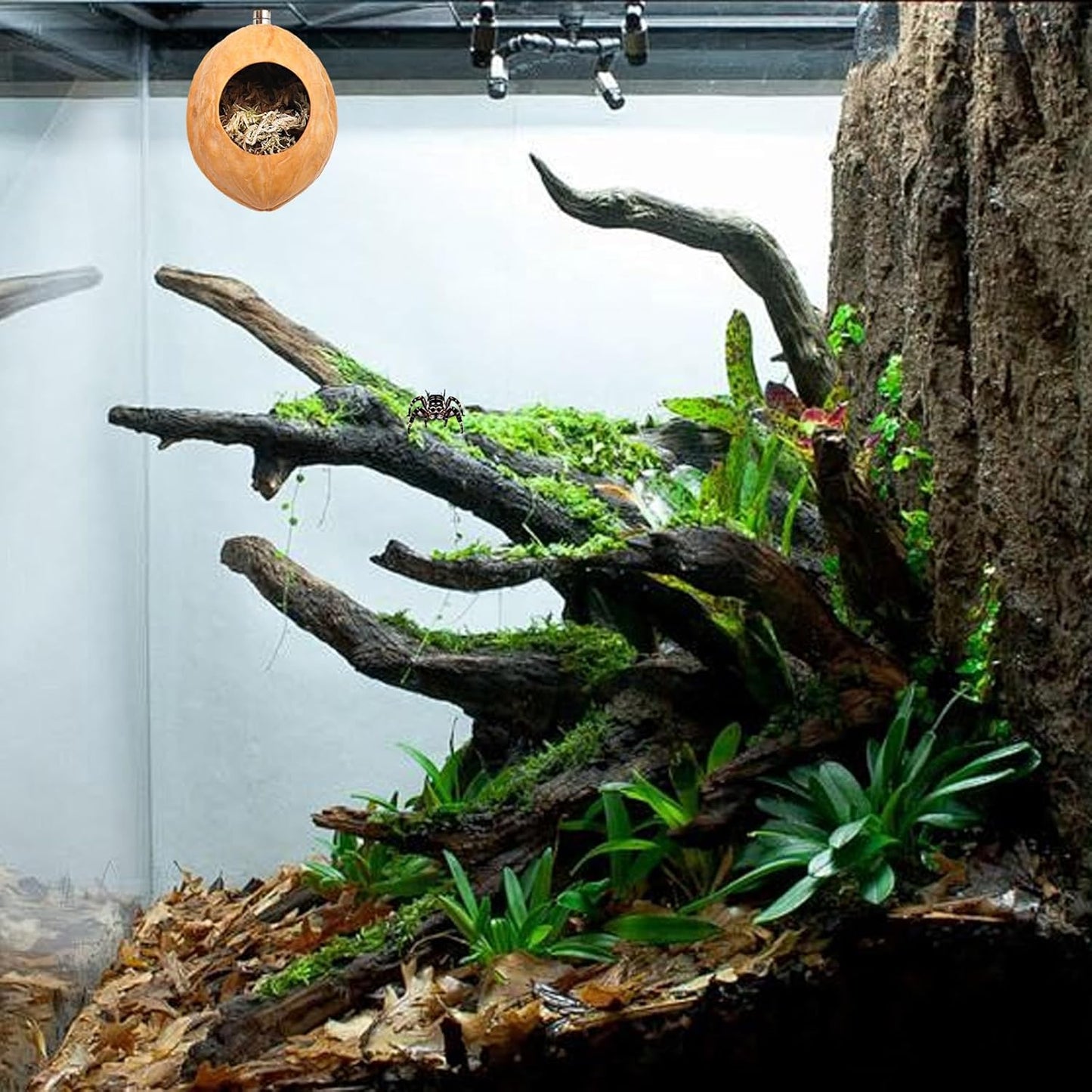 2 Pack Jumping Spider Enclosure Accessories with Walnut Shell Moss and Magnet, Natural Material Jumping Spider Hide