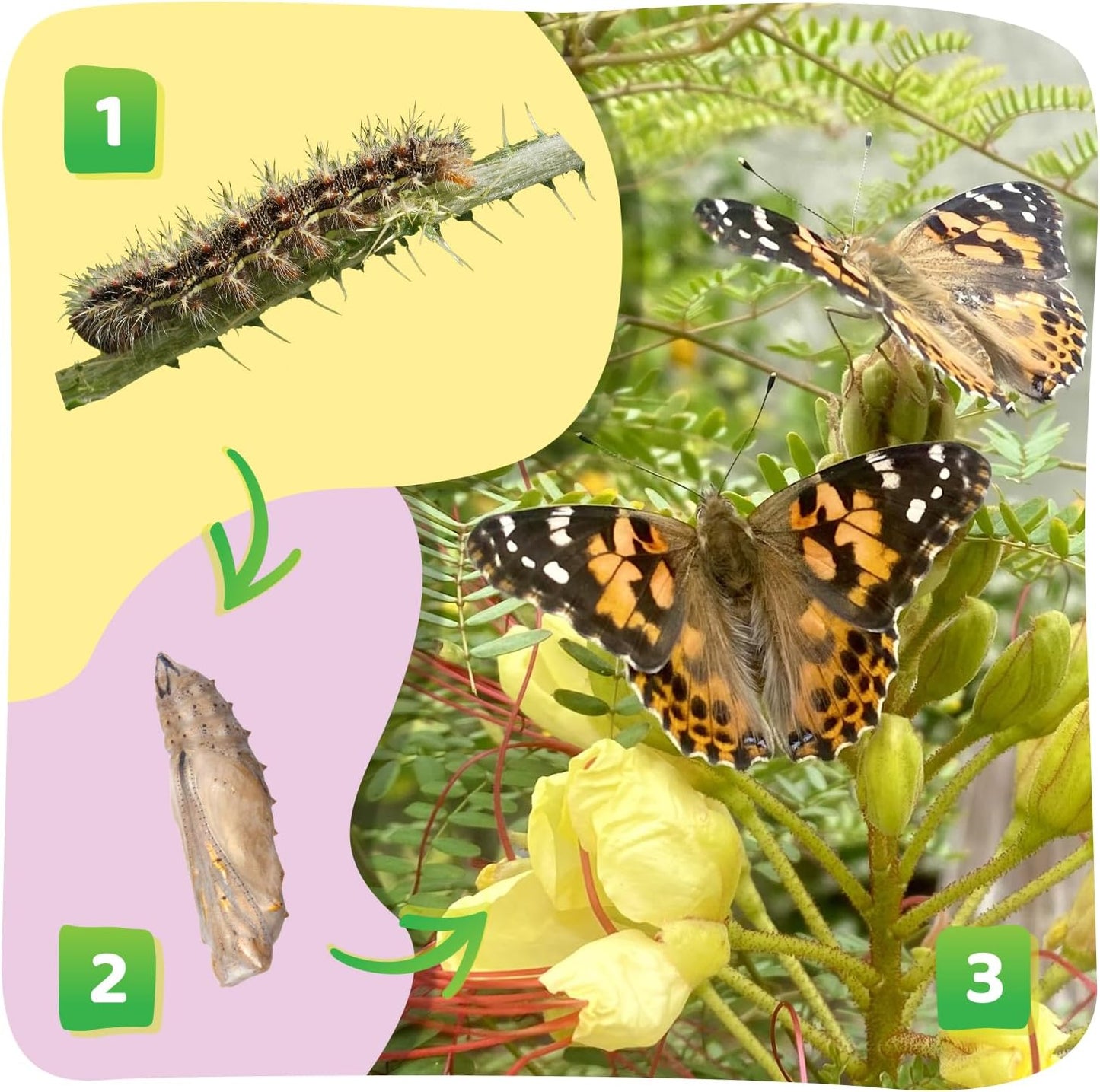 Insect Lore Butterfly Garden Kit with Live Caterpillars – Grow 10 Painted Lady Butterflies | STEM Learning Activity, Habitat with Journal, Stickers, Seeds & Figurines | As Seen on TV