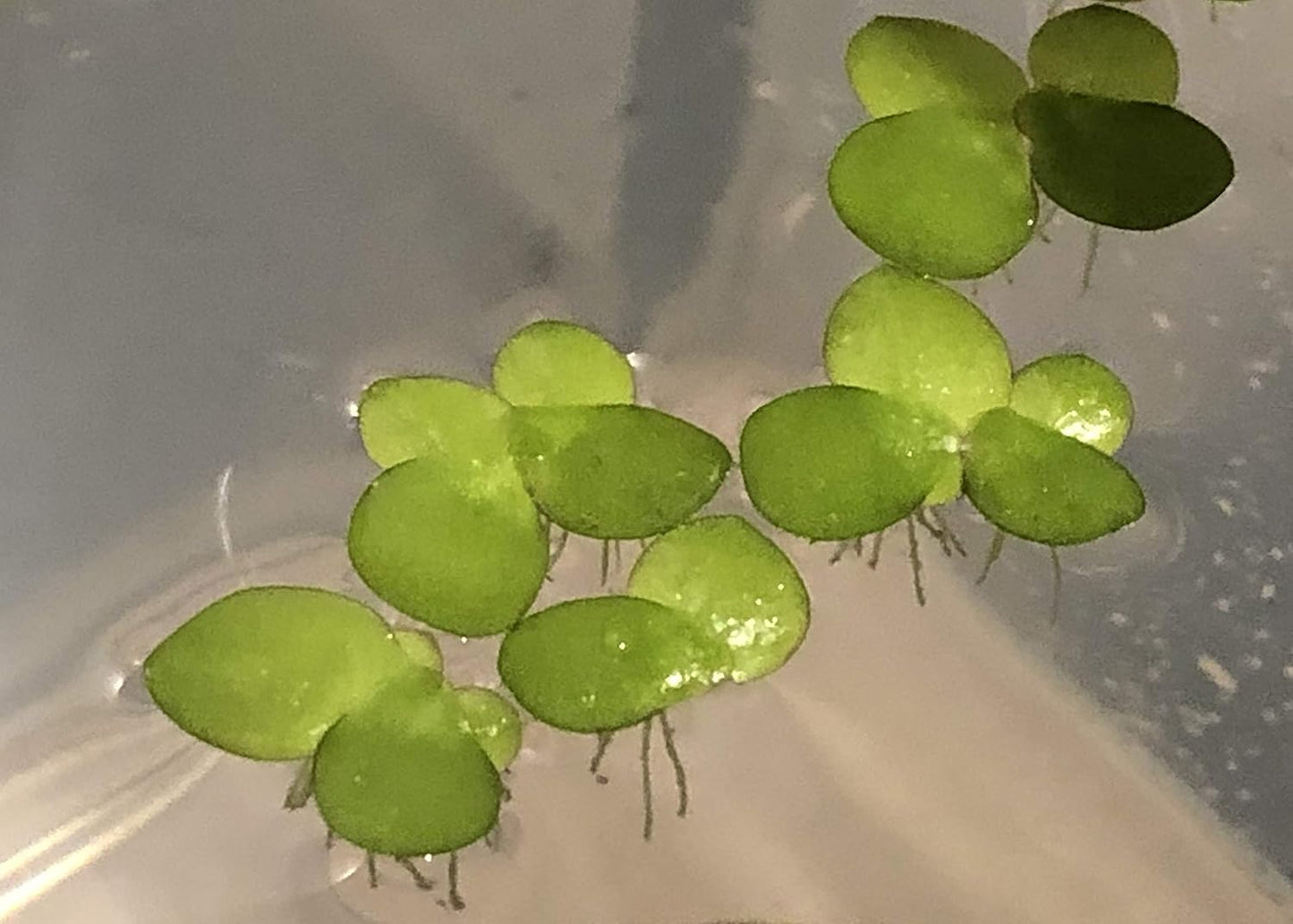 20+ Giant Duckweed (Spirodela polyrhiza) - Lush Live Floating Plant for Aquariums & Ponds - Eco-Friendly Water Purifier & Oxygenator - Easy-Care Aquatic Decor