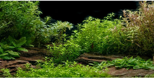 AWERT Aquarium Background River Bed & Lake Aquatic Plant Fish Tank Background Vinyl 60x24 inches