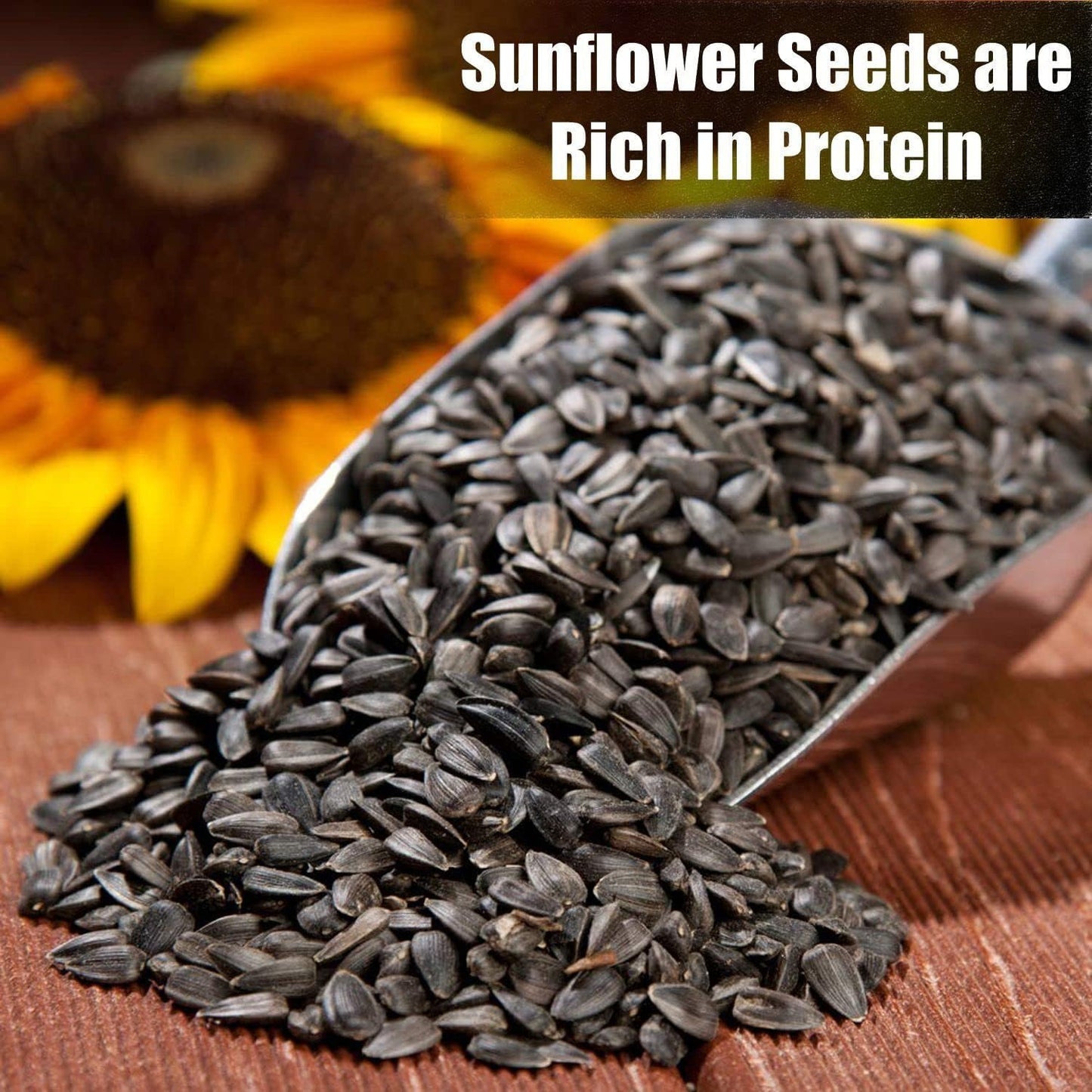 Wildlife Black Oil Sunflower Seeds for Birds and Wildlife, Non-GMO & USA Grown on Small Farms (25 lbs)