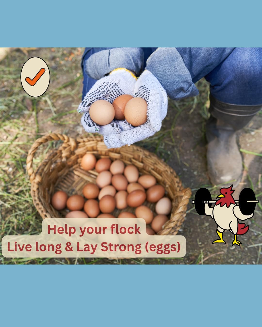 LitChicks’ Calcified Seaweed for Laying Chickens - Crushed Oyster Shell Alternative - Highly Digestible - Single Ingredient - Helps with Egg Laying & Flock Health.