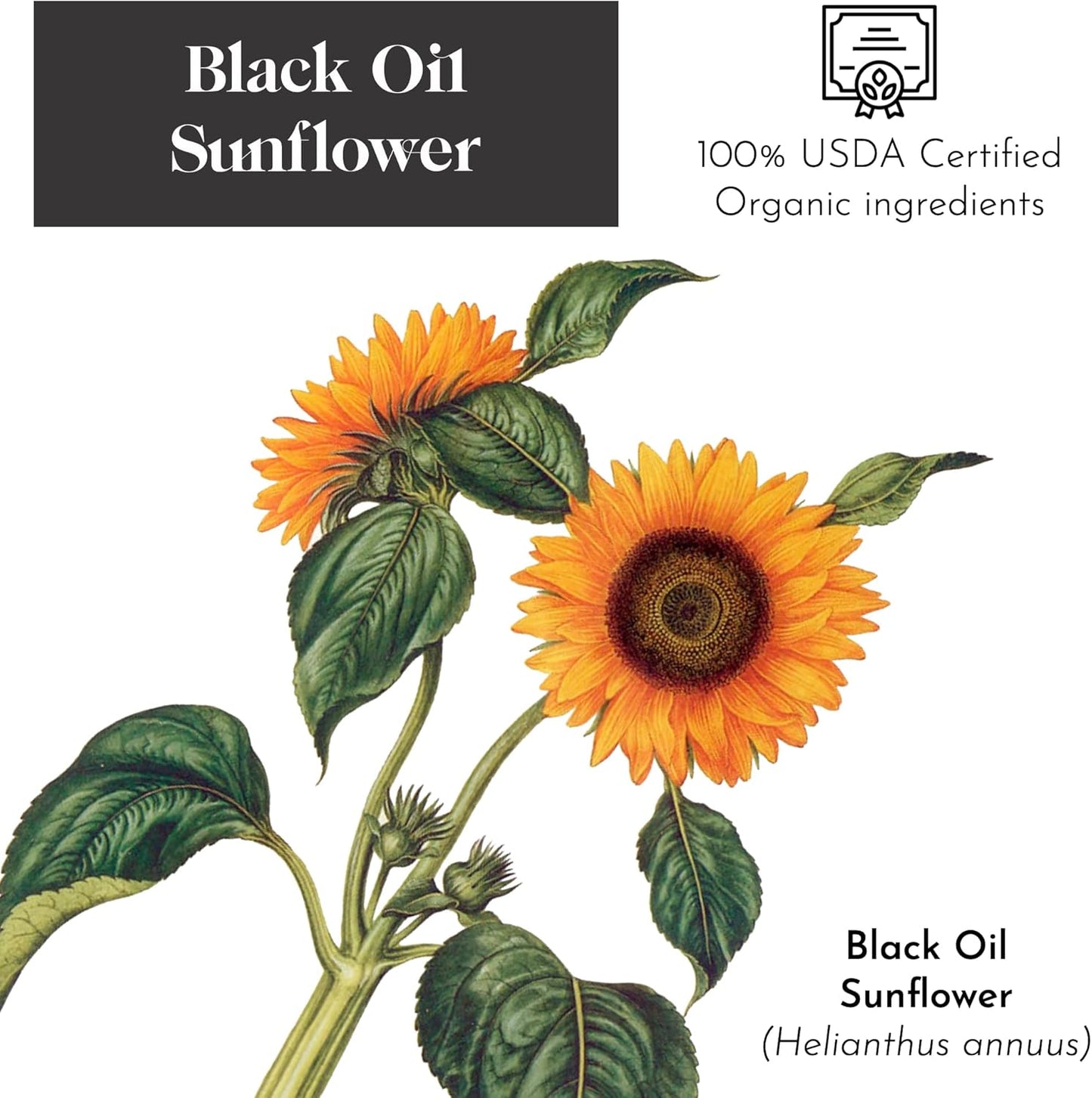 Flying Colors Premium Organic Wild Bird Seed | Black Oil Sunflower Seed | USDA Organic Ingredients | Best Seed for Backyard Bird Feeders | 3 Gallon Easy-Pour Carton