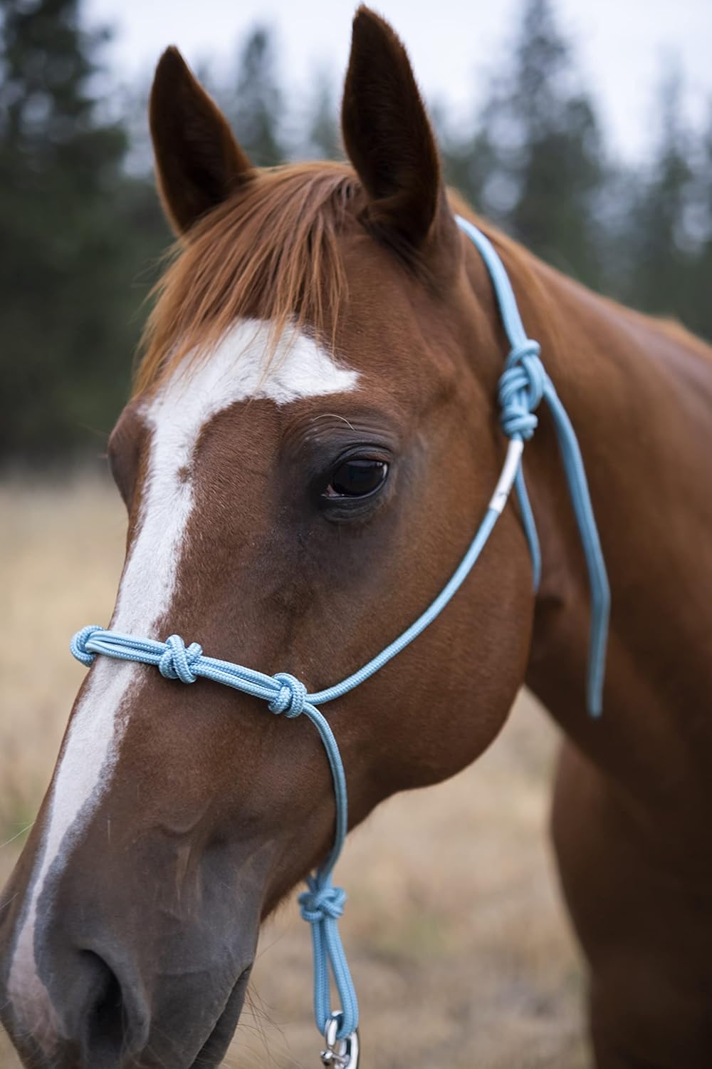 Horse Rope Training Halter - 4 Knot 1/4" Stiff Halter Cord - Used by Famous Trainers Multiple Sizes Multiple Colors