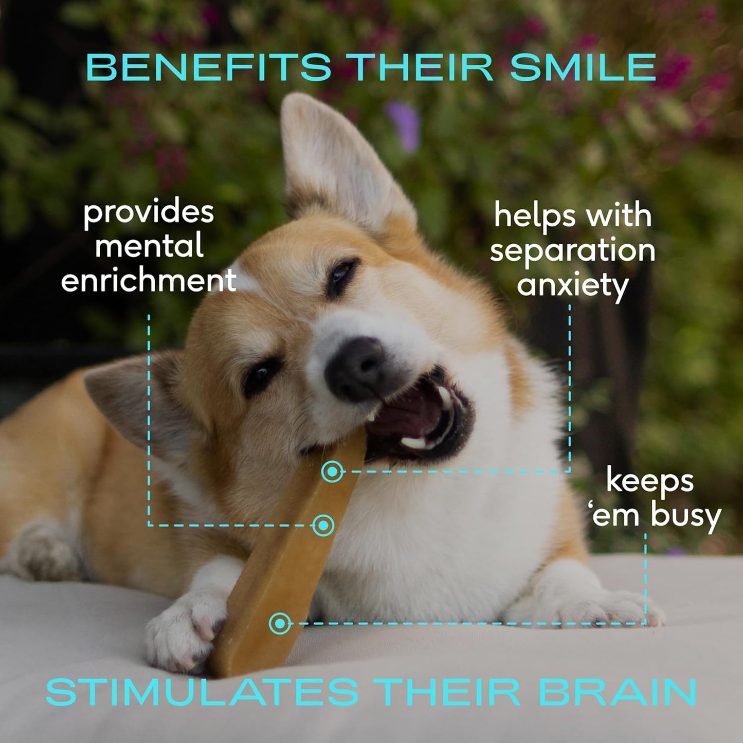 Native Pet Yak Cheese Himalayan Dog Chews - Long Lasting Dental Sticks for Large Breeds – 100% All Natural Himalayan Yak Chews for Large Dogs – Cheese Bone for Aggressive Chewers - 10 Per Pack