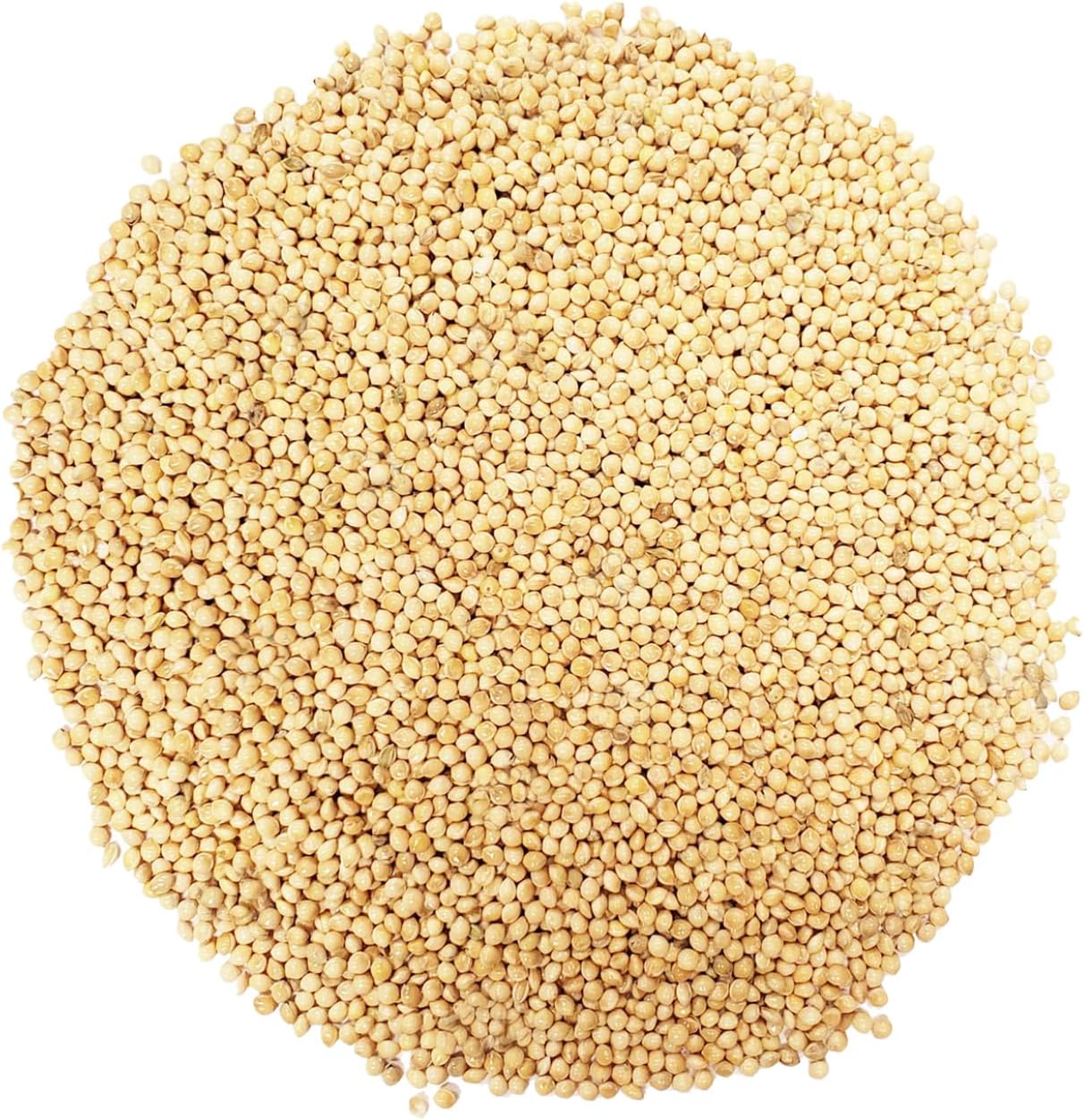 CountryMax White Proso Millet Unhulled Bulk Wild Bird Seed (16 Pounds)