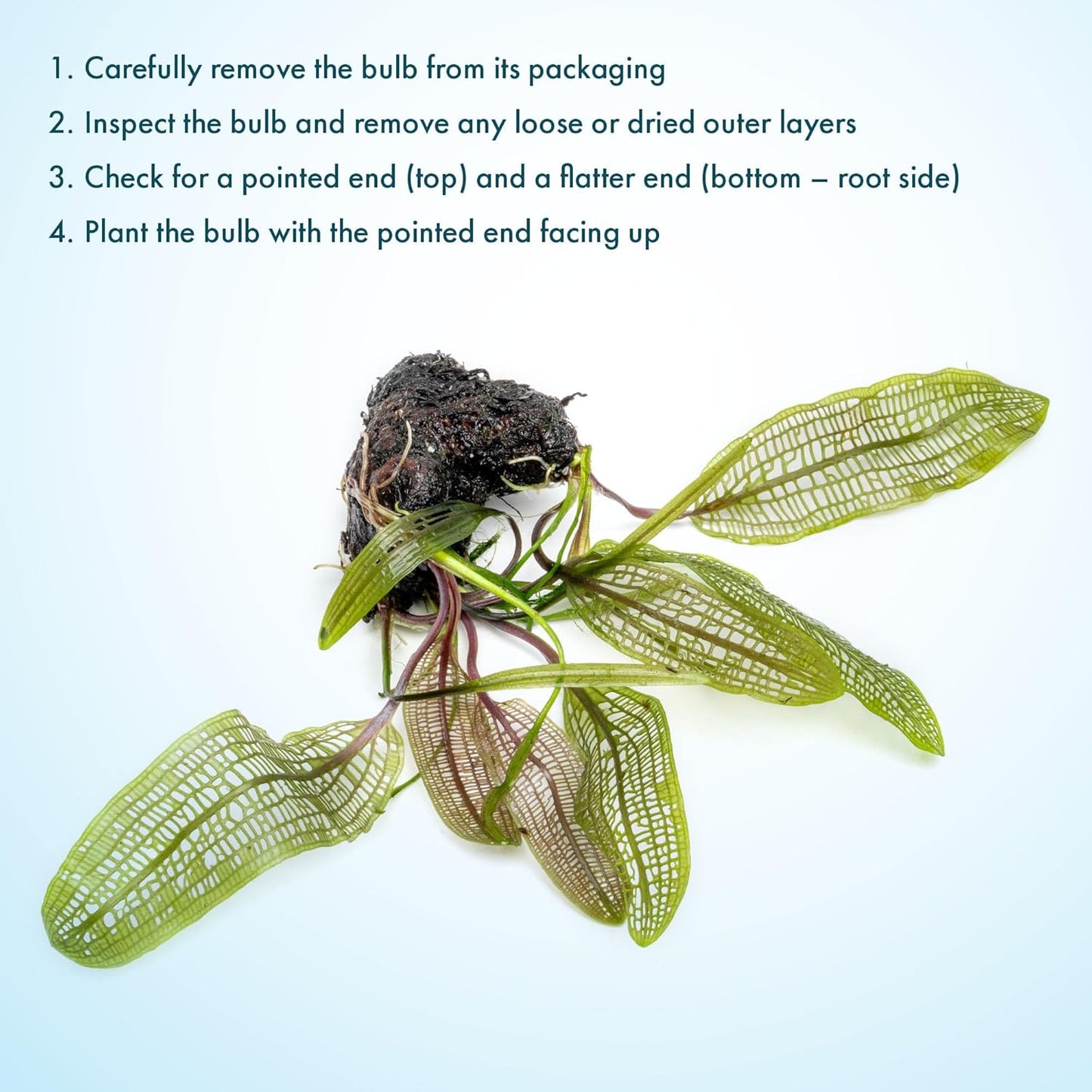 SubstrateSource Live Plants – Madagascar Lace Plant (Aponogeton madagascariensis) – Medium to High Light, Light to Dark Green Color, Midground to Background, Lace Leaf - Bulb/Bunch, 1 Pack