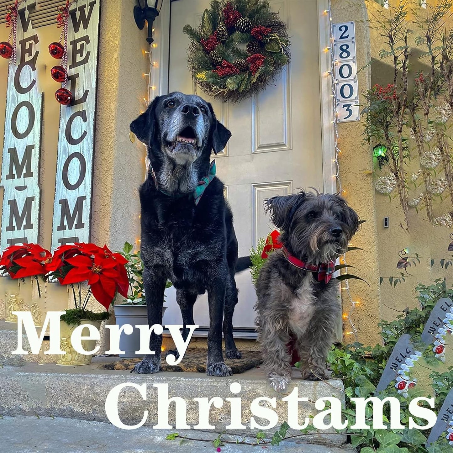 Unique style paws Dog Collar with Bow Tie Christmas Dog Collar for Small Medium Large Dogs with Adjustable Metal Buckle -S