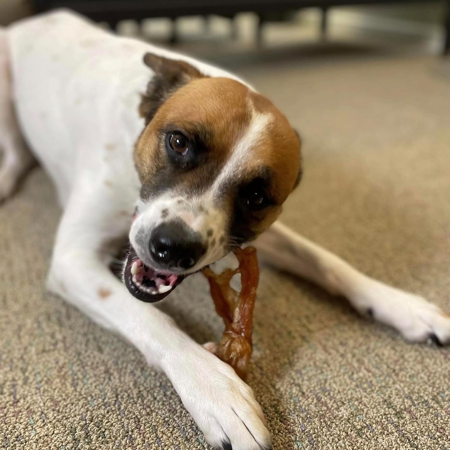 Pupford Standard Beef Tendon Chews for Dogs & Puppies, All-Natural Dog Chew with Glucosamine for Joint Health, Long-Lasting Toy, Great for Teething (10 Count)