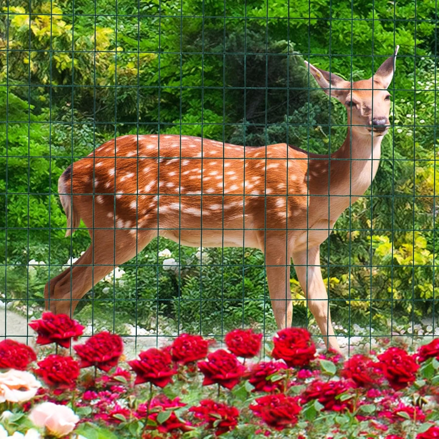 Green PVC Coated Welded Wire Fence 36 Inch x 50 Foot, 2 Inch x 3 Inch 16GA, Garden Border Fencing Roll Vinyl Coating Metal Wire Mesh for Yard Vegetable Plant Protection Poultry Netting