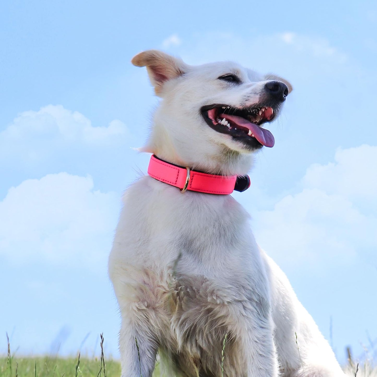 Didog Soft Padded Dog Collars for Small Dogs, Lightweight and Breathable Dog Collar with Metal Buckle, Pink, S