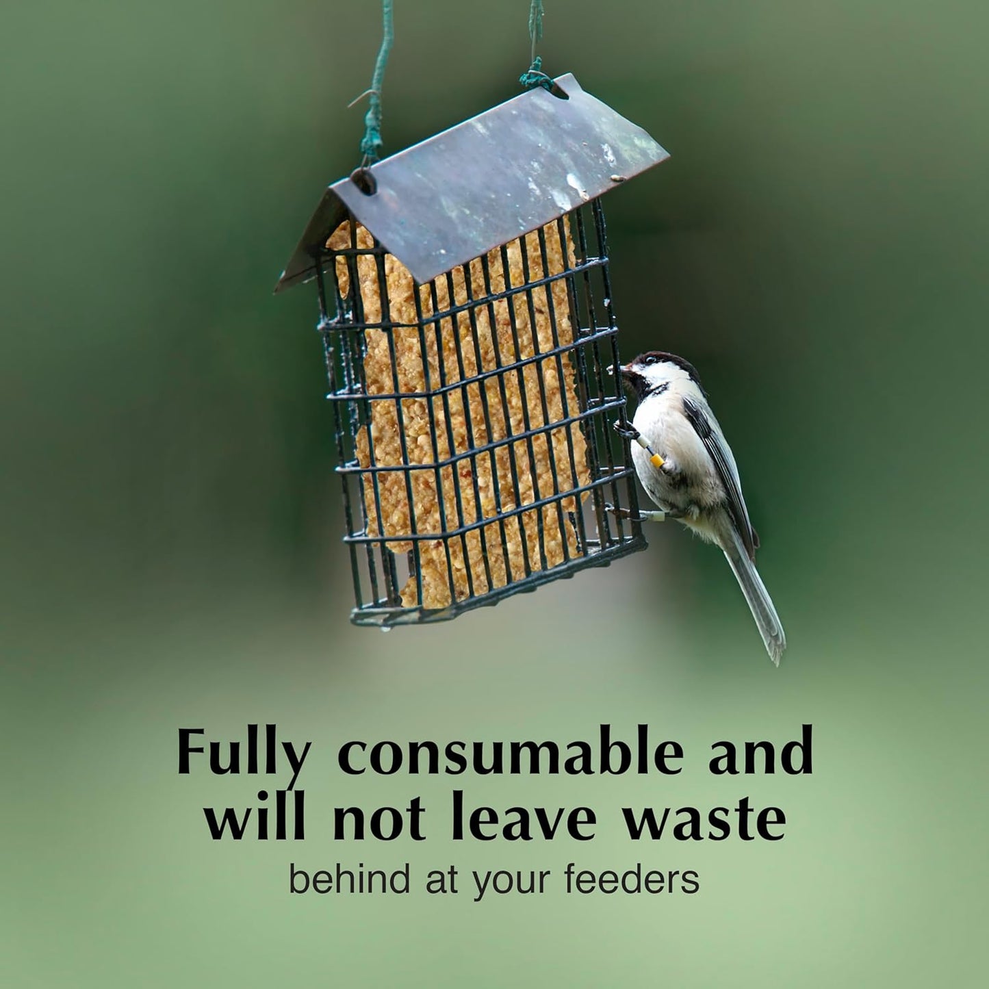 C&S Pecan Delight No Melt Suet Dough 11.75 Ounces 8 Pack