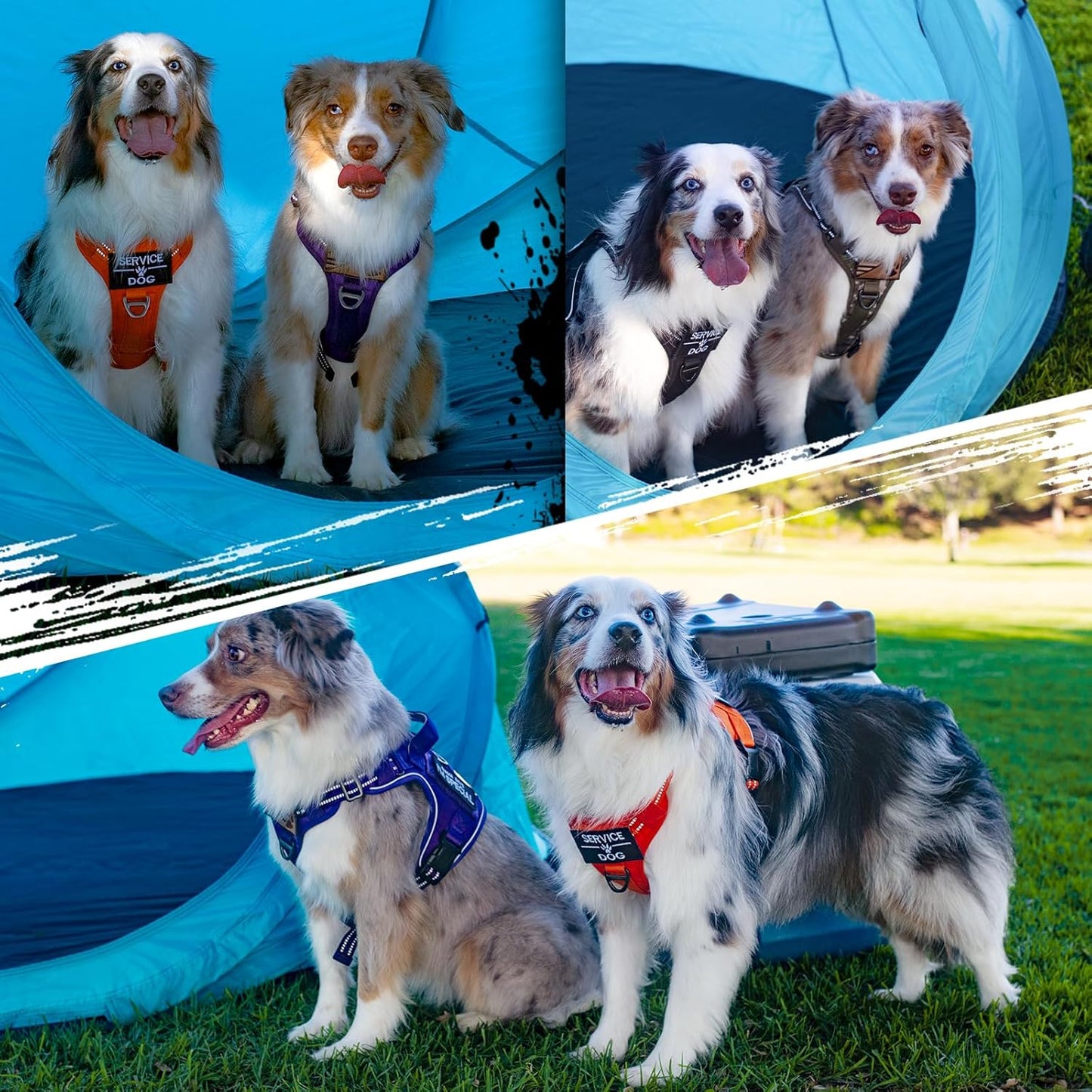 rabbitgoo Tactical Dog Harness Medium Sized Dog, No Pull Military Service Vest with Handle & Molle, Easy Control for Training Walking, Adjustable Reflective Straps, Purple, M