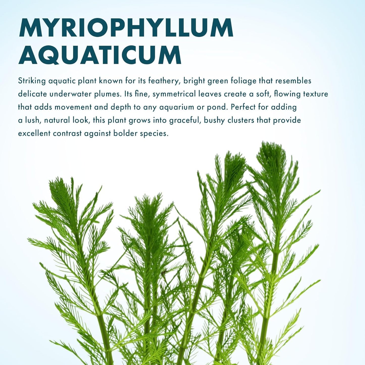 SubstrateSource Live Plants - Parrot’s Feather (Myriophyllum aquaticum) - Moderate to High Light, Bright to Blue-Green, Background Placement, Fine-Textured Aquatic Stem Plant - Lead Bunch, 1 Pack