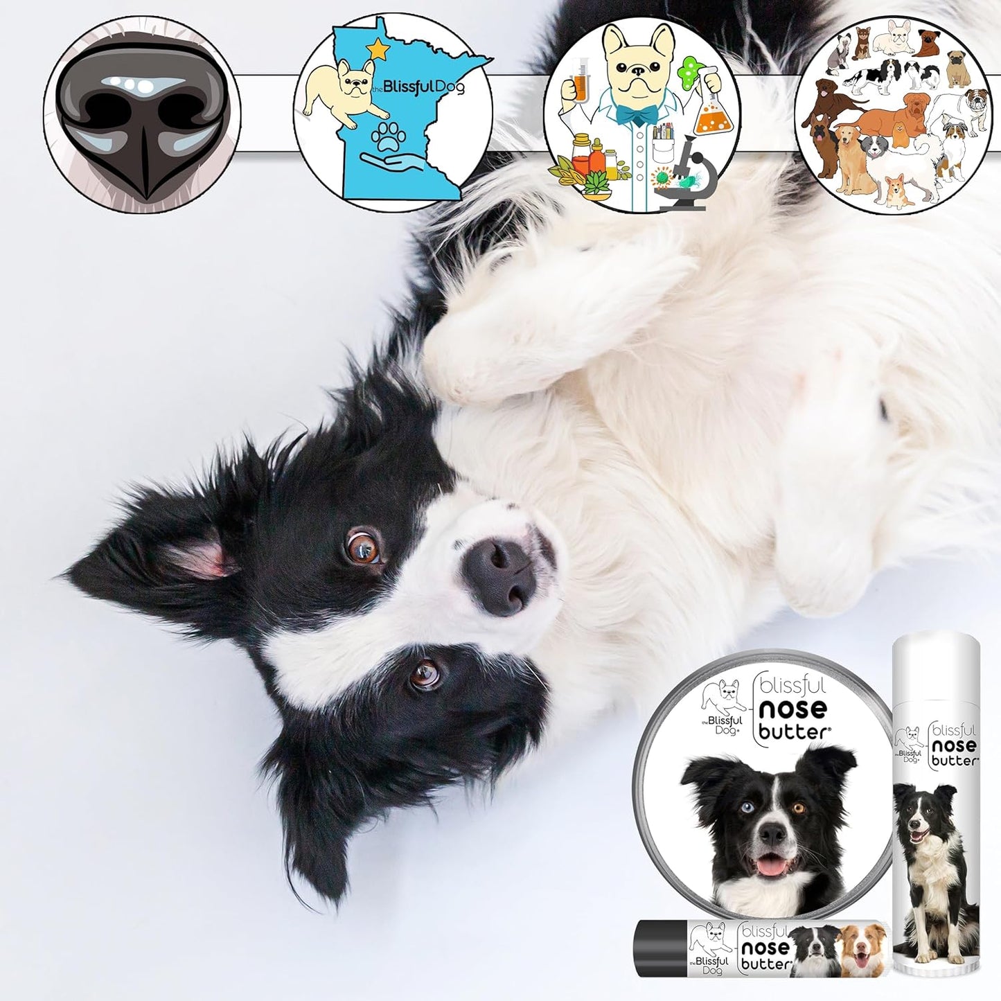 The Blissful Dog Border Collie Nose Butter for Dry, Cracked Skin, Lick-Safe Dog Nose Balm with Moisturizing Shea Butter, Almond, Olive, and Essential Oils, Pet Supplies, Uncented, 0.15 oz.