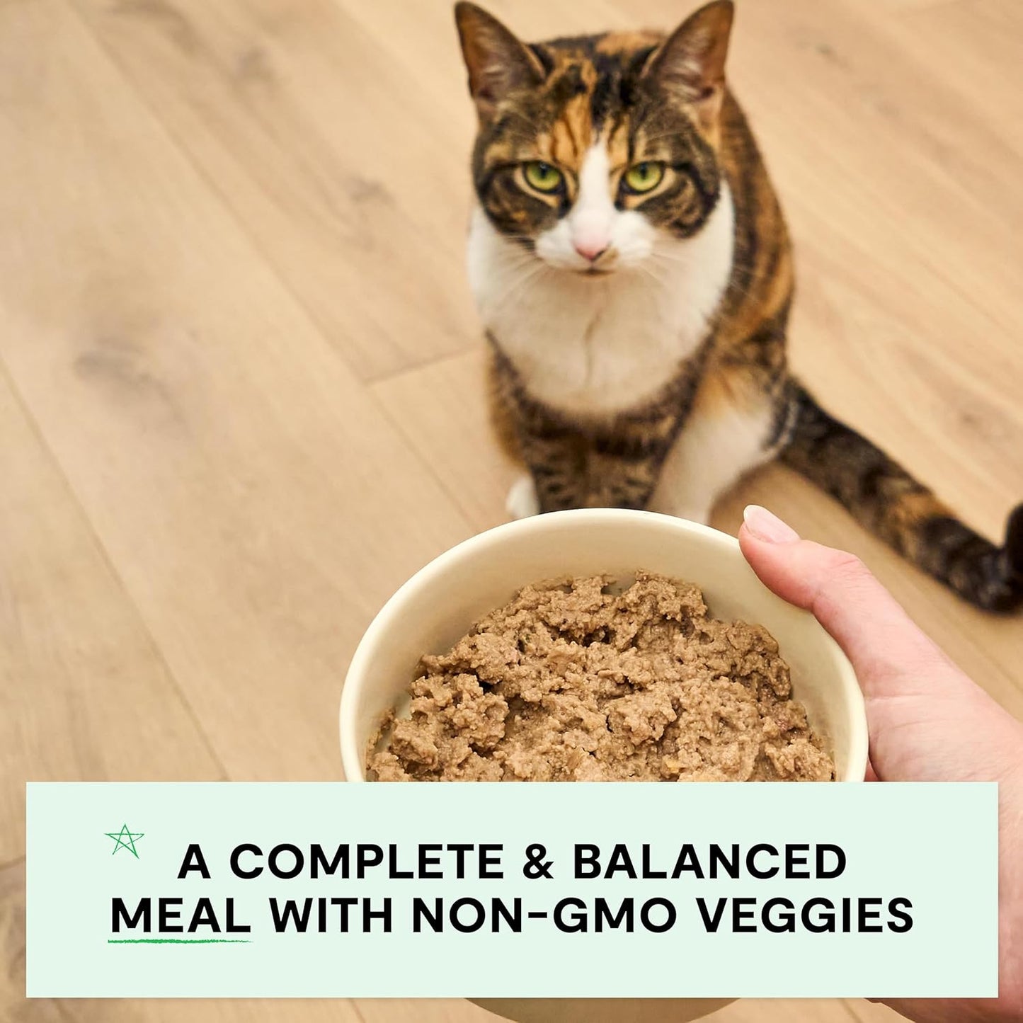 Open Farm Canned Cat Food, Paté for Complete & Balanced Nutrition, Grain-Free and Legume-Free Wet Cat Food, Homestead Turkey Recipe, 2.8oz Cans (Case of 18)