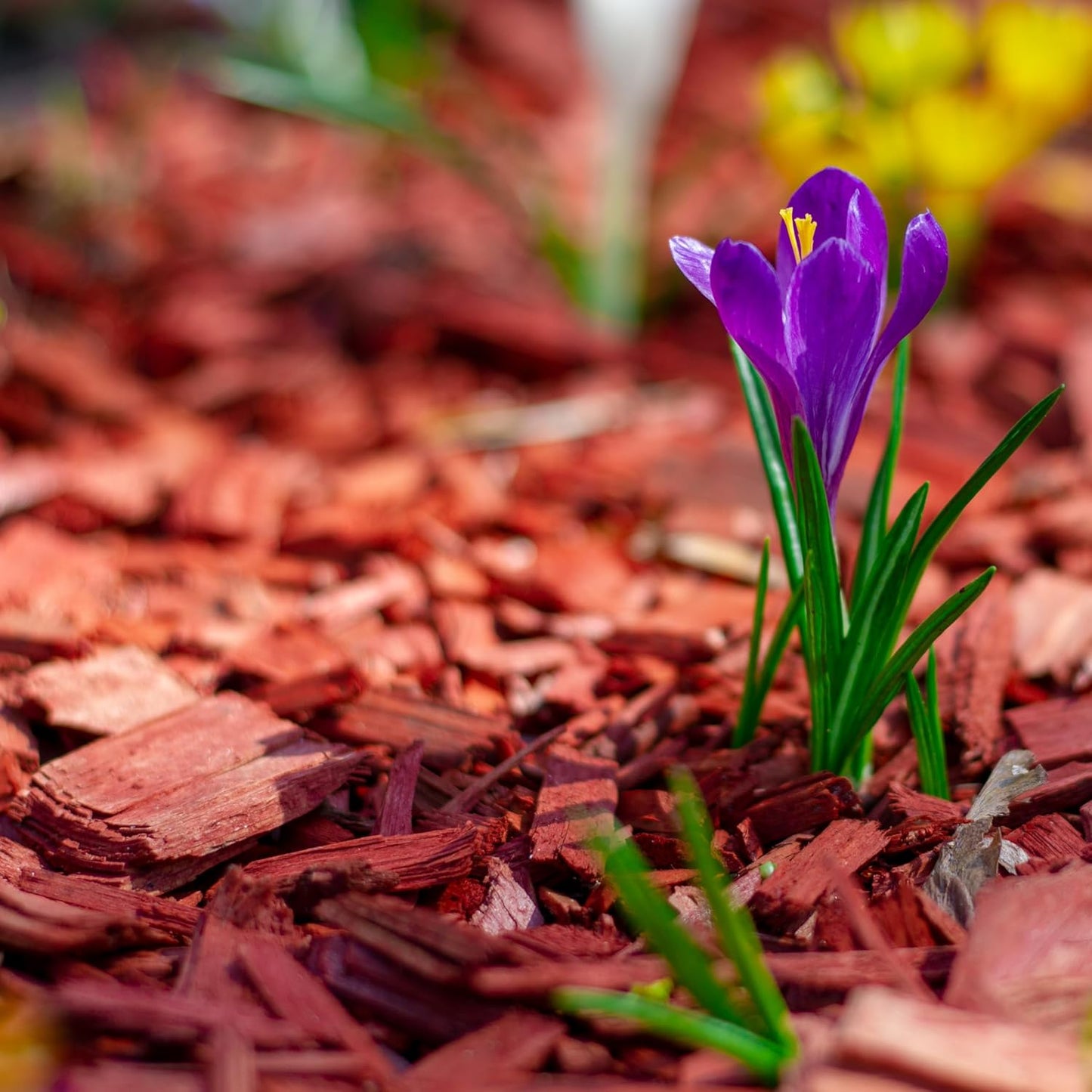Premium Red Wood Mulch for Indoor, Patio, Potting Media, Gardens, Lawns, and Landscaping (0.2 CF - 4.8 L - 5 QTS)
