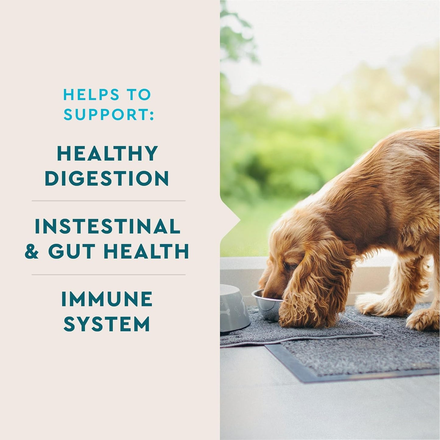 VetIQ Probiotic Supplement for Dogs, Digestive Support for Dogs, Nourishes Gut Bacteria and Supports Bowel Function, Hickory Smoke Flavor, Made in The USA, 60 Count