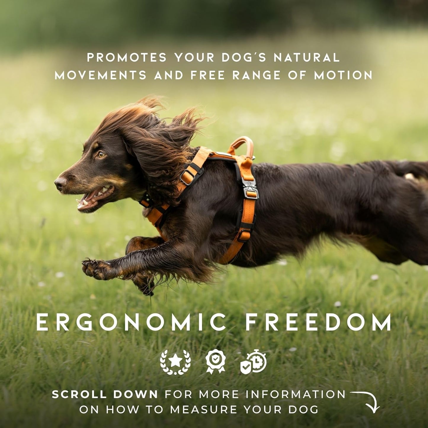 MADE TO ROAM Premium Explorer Harness - Y-Shaped Dog Harness with Adjustable Durable Nylon, Soft Padding, Metal Buckles and Leather Handle for Small, Medium, Large Dogs (Montana Moonrise, Size 1)