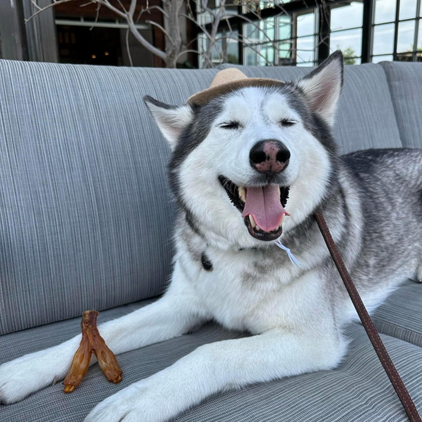 Pupford Turbo Beef Tendon Chews for Dogs & Puppies, All-Natural Dog Chew with Glucosamine for Joint Health, Long-Lasting Toy, Great for Teething (5 Count)